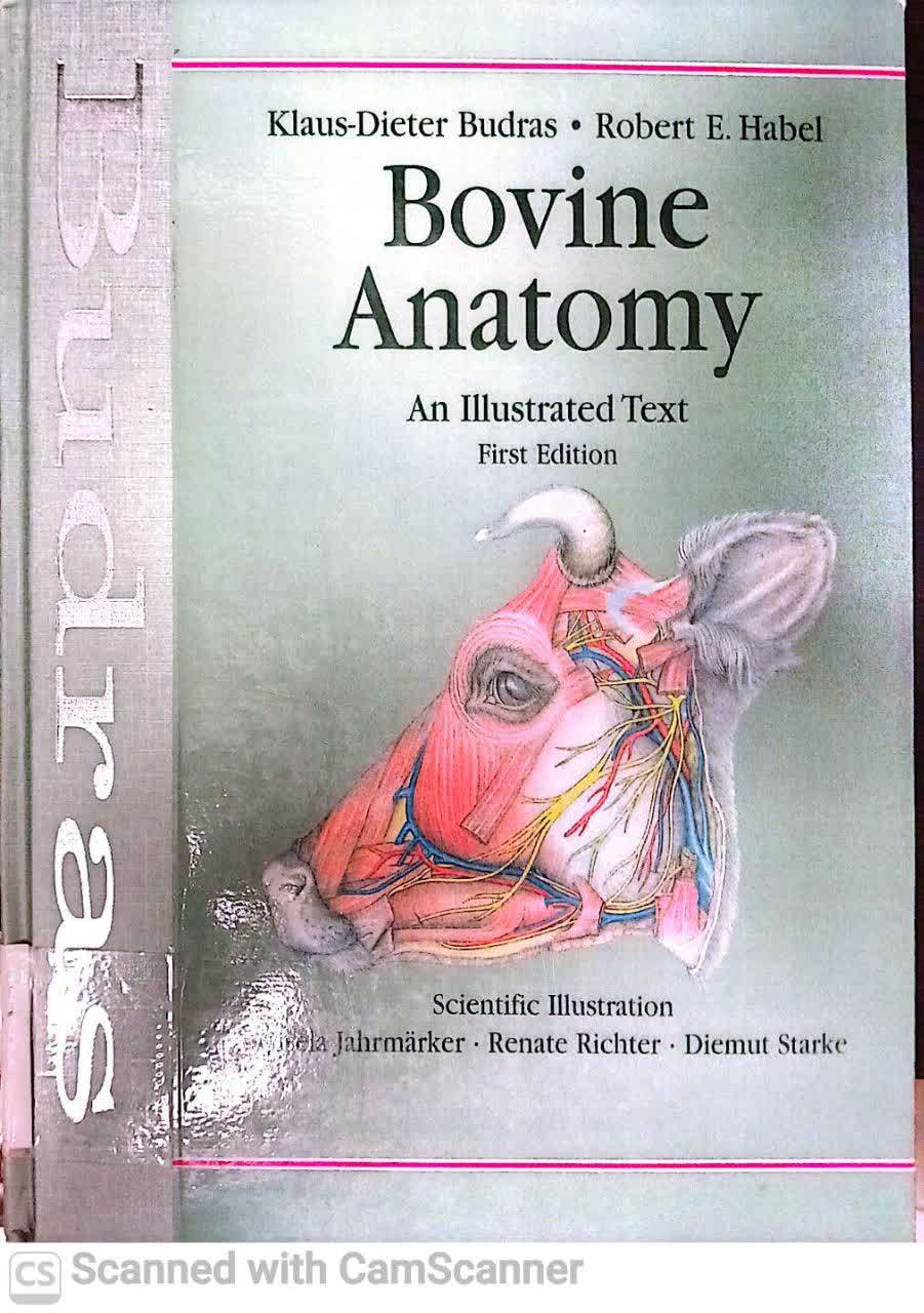 BOVINE ANATOMY